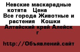 Невские маскарадные котята › Цена ­ 15 000 - Все города Животные и растения » Кошки   . Алтайский край,Алейск г.